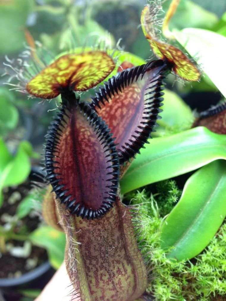 bepenthes hamata plante insectovore