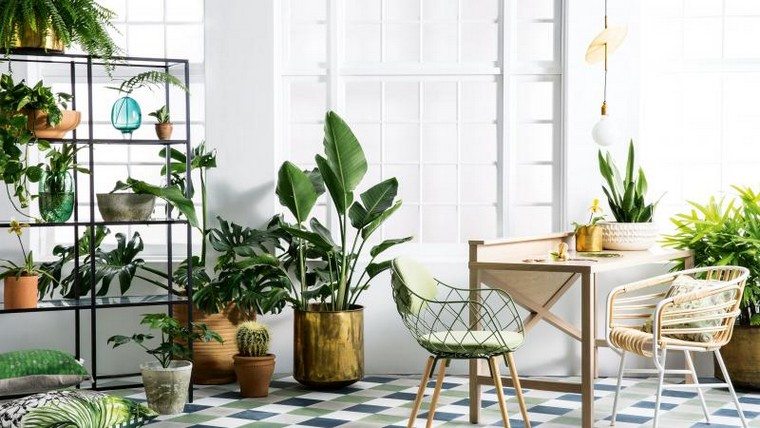 airbnb plante intérieur déco idée aménager espace