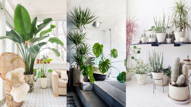 airbnb plante intérieur déco idée aménager espace