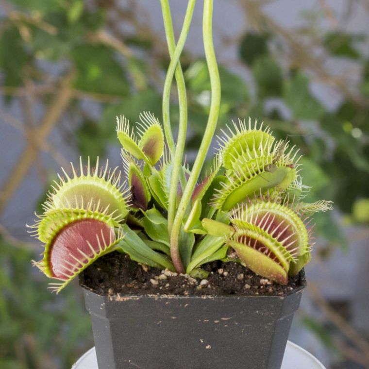 venus flytrap plante interessante