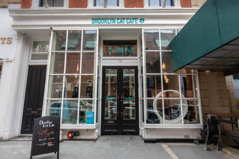Le Brooklyn Cat Café à New York propose maintenant des séances de yoga