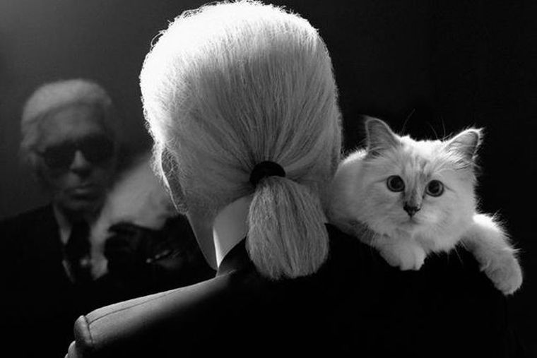 choupette chat karl lagerfeld collection hommage