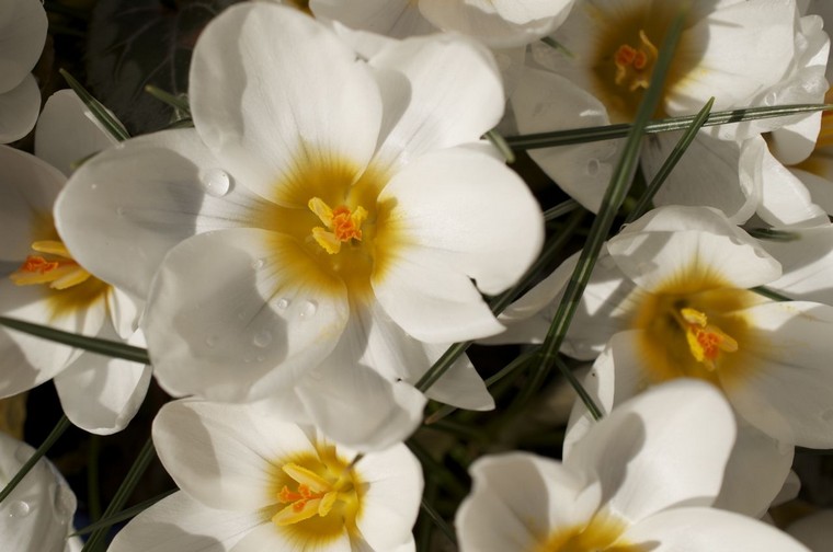 crocus-ard-schenk-fleur-blanche