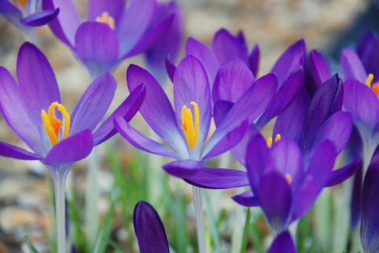 crocus-violet-plante-fleur-safran
