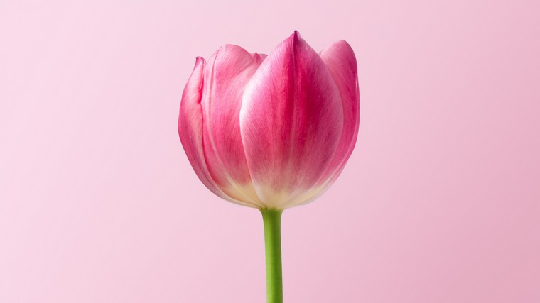vase printemps déco tulipes intérieur