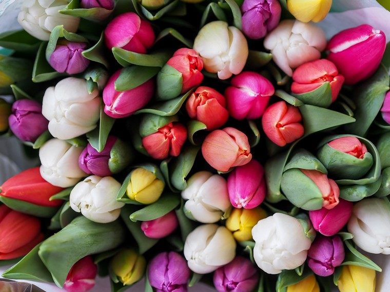 photo gabor déco printemps tulipes