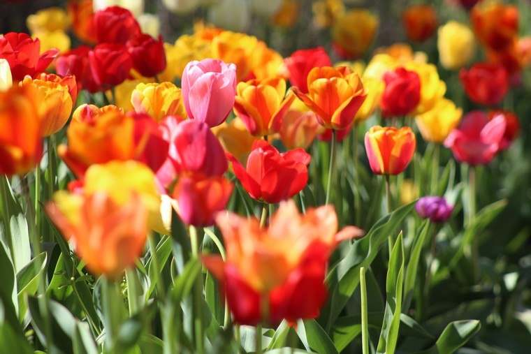 krystina-rogers-photo-tulipe-deco-printemps-idee