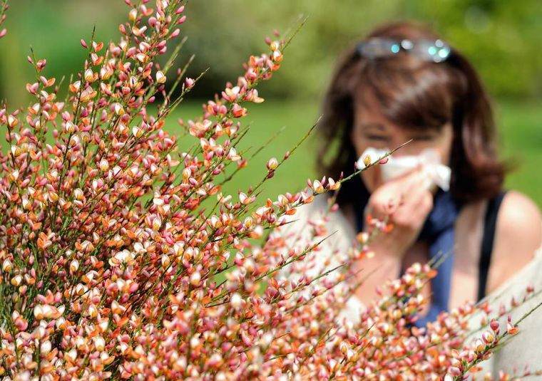 traitement allergie printemps pollen