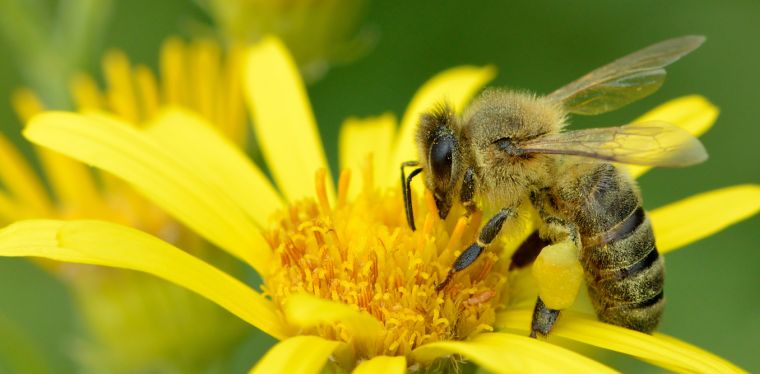 traitement allerigie pollen printemps conseils