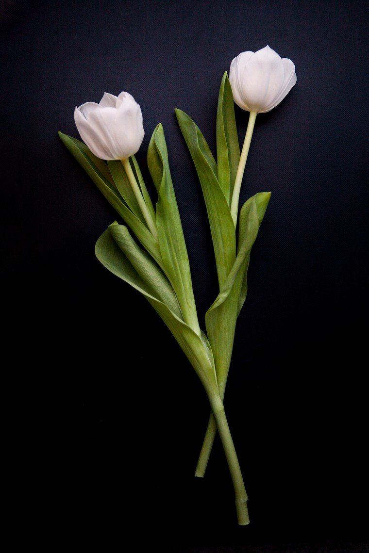 tulipe pot vase déco intérieur photo unsplash