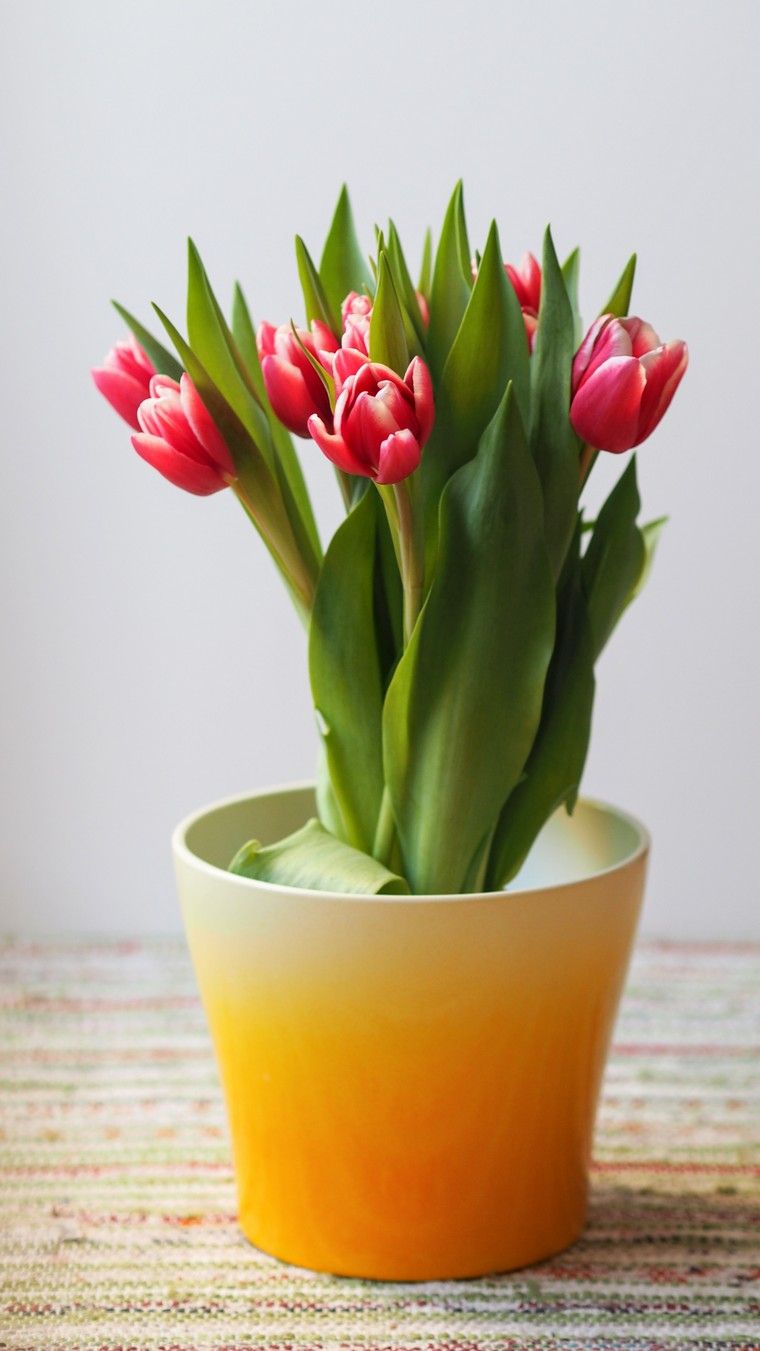 tulipe pot vase déco intérieur photo unsplash