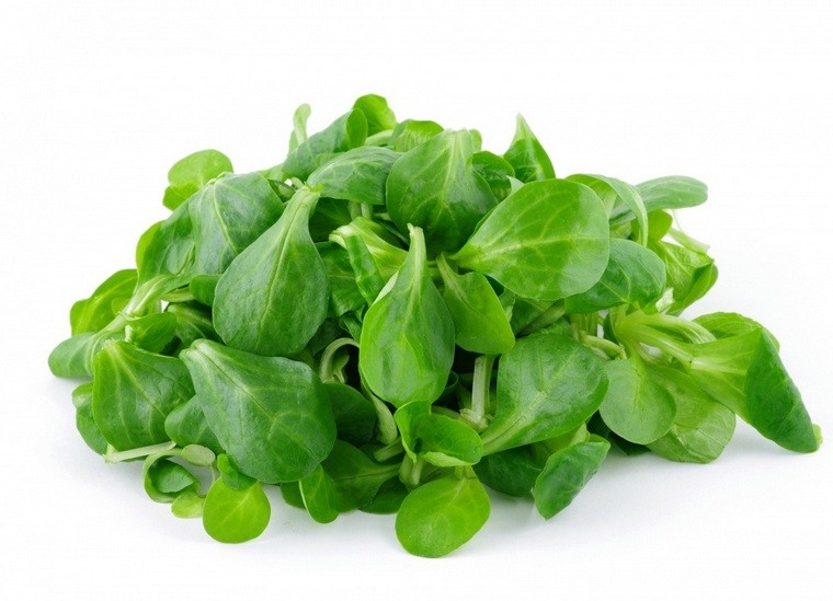 bienfaits salade verte mâche