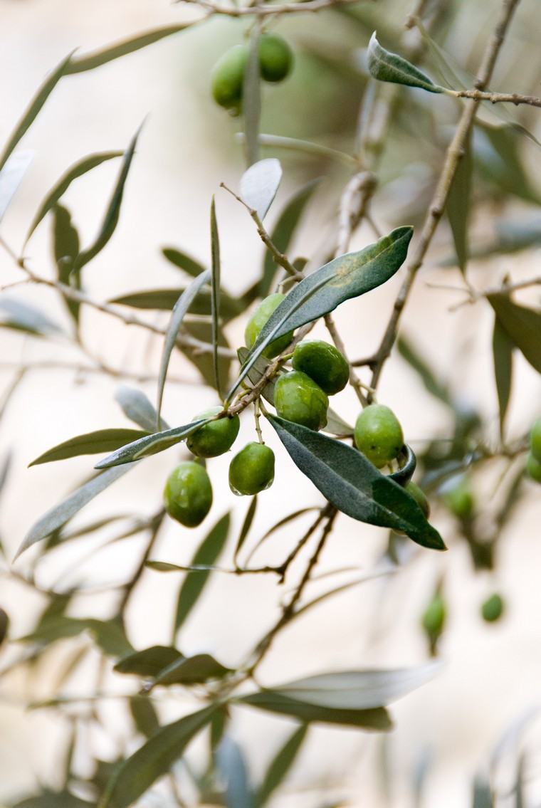 olives détoxifier corps régime alimentaire