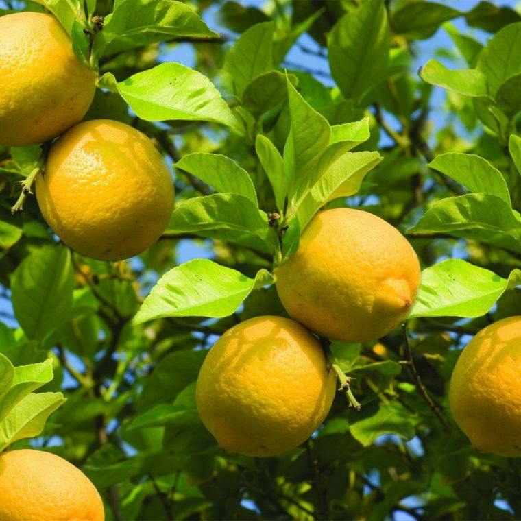 fruit bon pour la santé citron