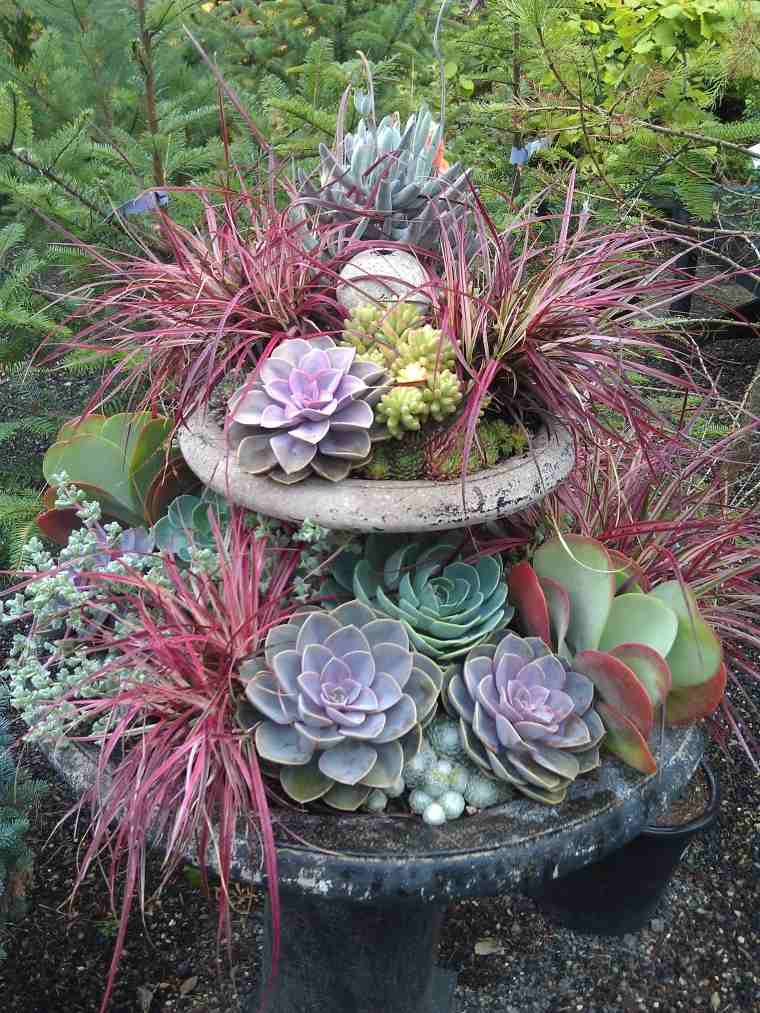 fontaine à succulents