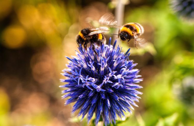importance des abeilles intelligence