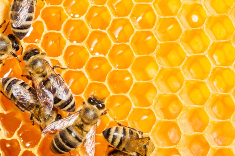 les abeilles intelligence etude