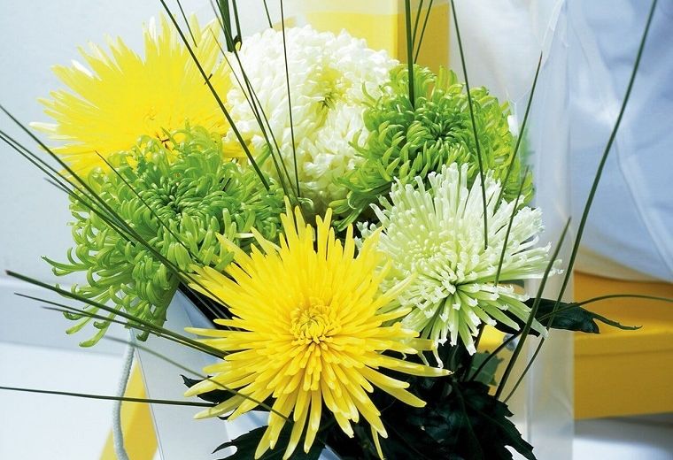 plantes d'intérieur contre les allergies - Chrysanthème