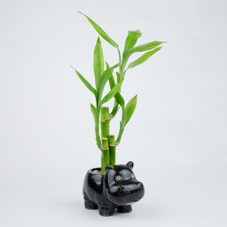 plantes d'intérieur contre les allergies - Dracaena sanderiana - lucky bamboo