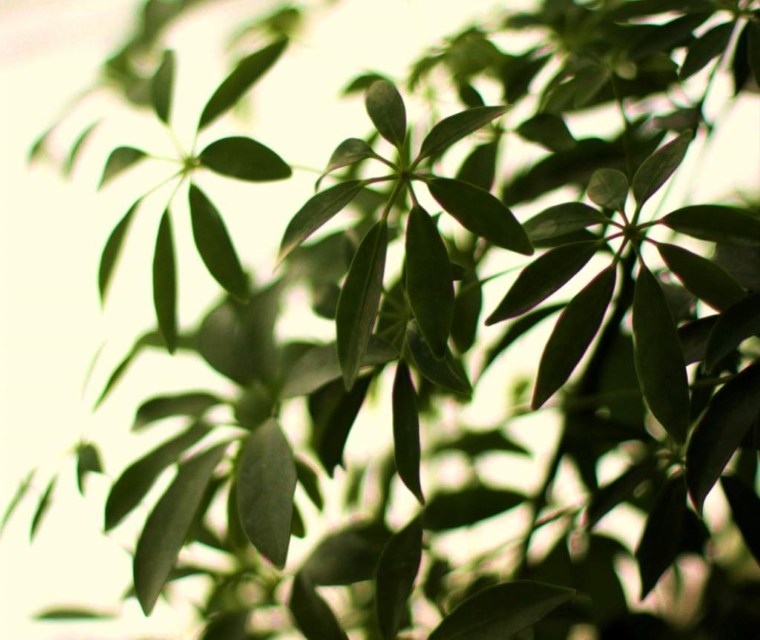 plante d'intérieur dépolluante - Schefflera - arbre ombrelle
