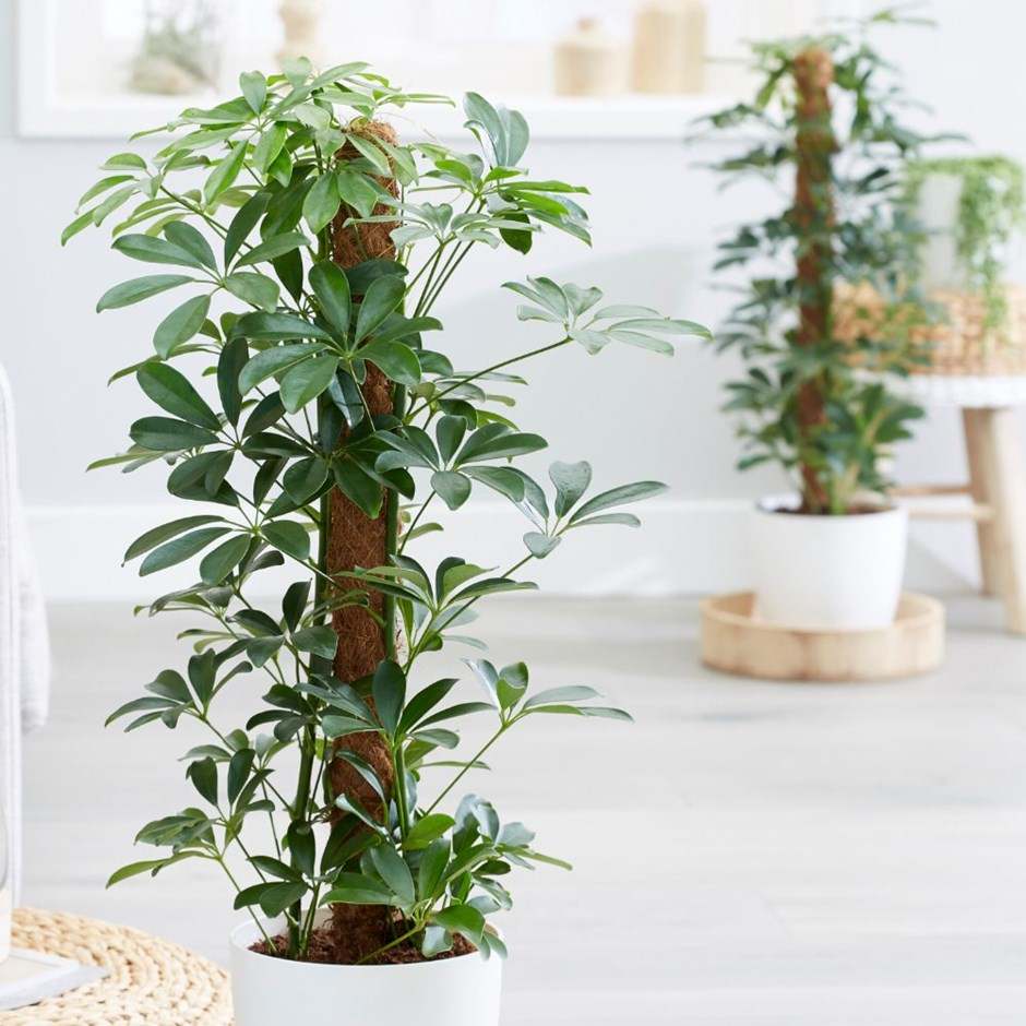 plantes d'intérieur contre les allergies - Schefflera