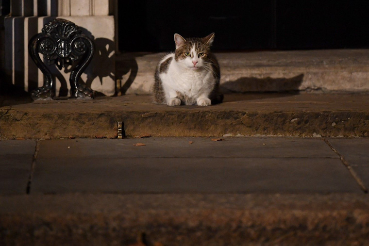 Larry le chat downing street