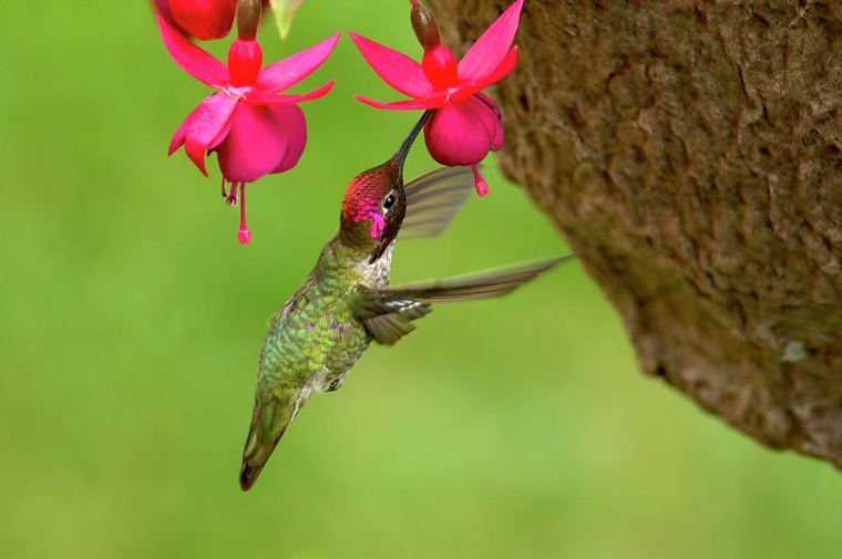 couleurs vives et oiseaux de jardin 