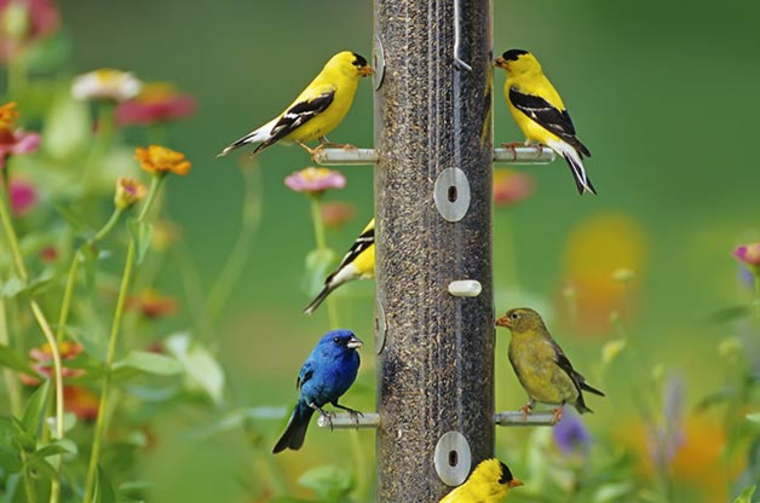 Oiseaux de jardin et couleurs signification 