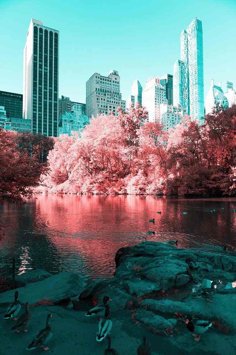 Paolo Pettigiani depuis Central park canards New York infrarouge