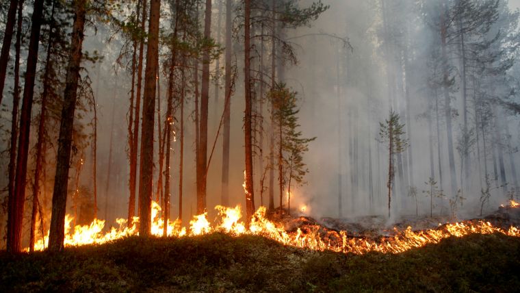 Causes des feux de forets dans la région de la Sibérie