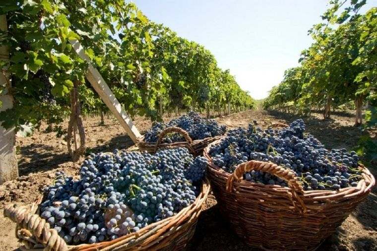 Production de vin de moldavie