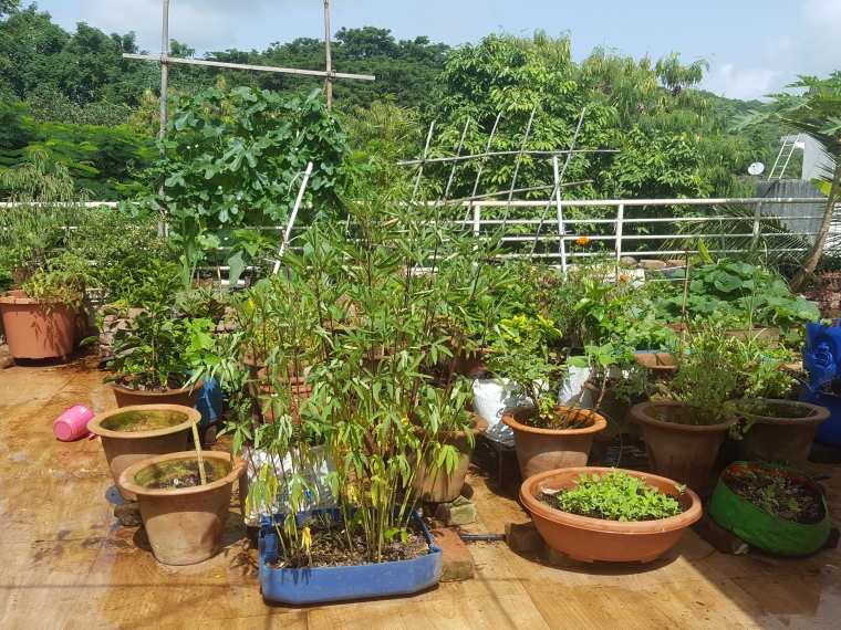 idée aménagement jardin facile avec des plantes
