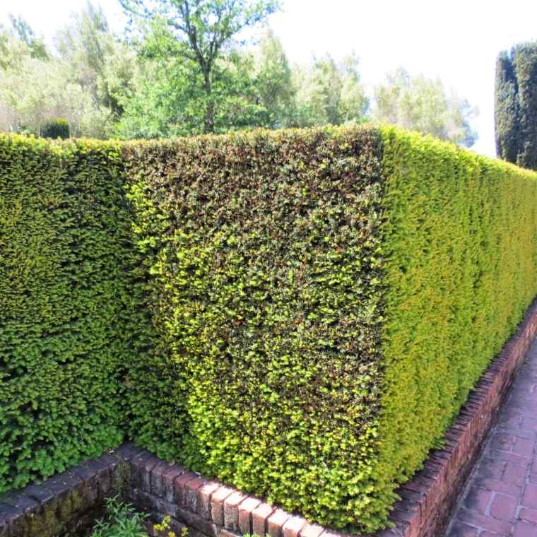 mur extérieur avec des plantes grimpantes