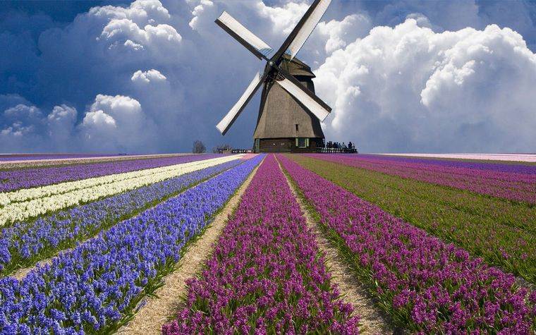 Pays-Bas pays fleuri