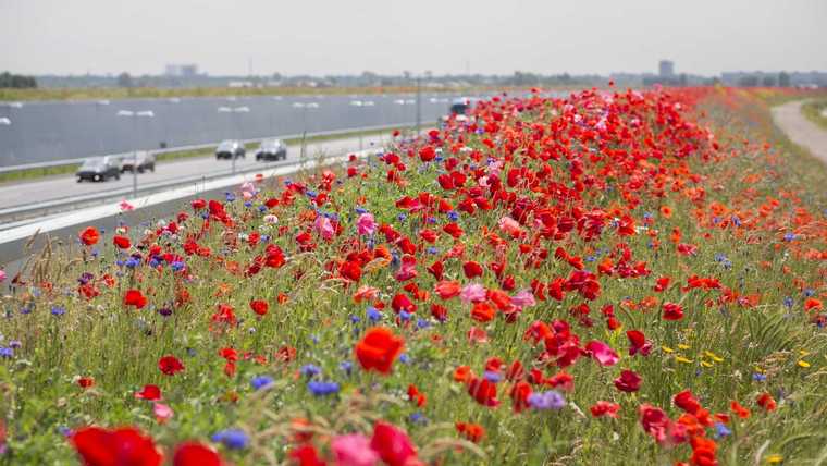 autoroute fleurie Pays-Bas