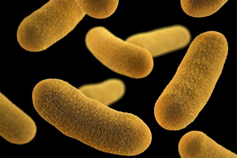 bactéries dangereuses état santé