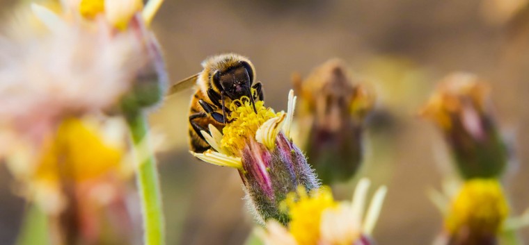 combat néerlandais faire revenir abeilles