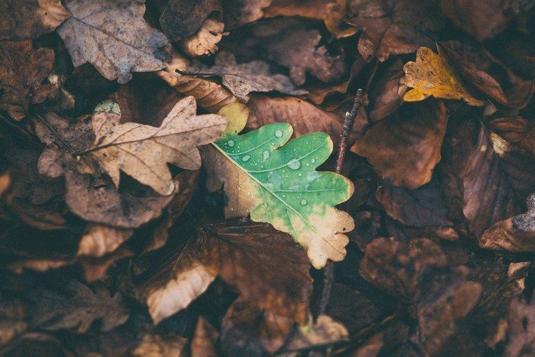 feuilles automne déco idée guirlande