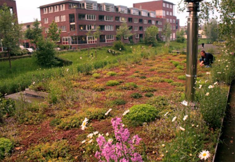 espaces verts Pays-Bas fleuris abeilles