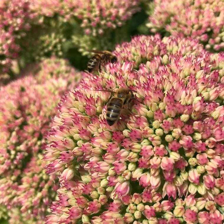 fleurs accueillantes abeilles bourdons