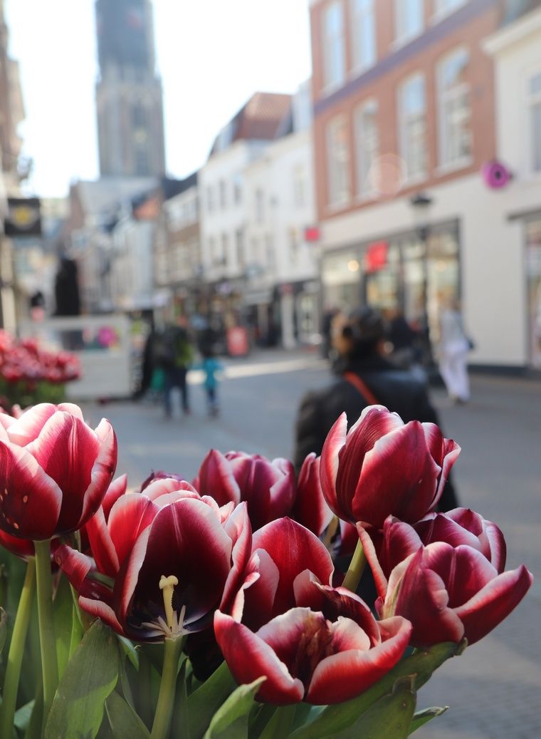 tulipes autres fleurs Amsterdam inviter abeilles revenir