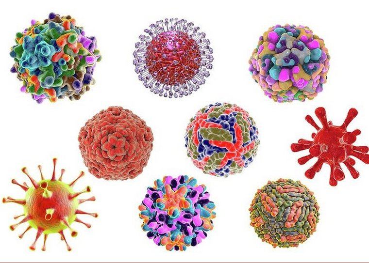 virus grippes types maladies