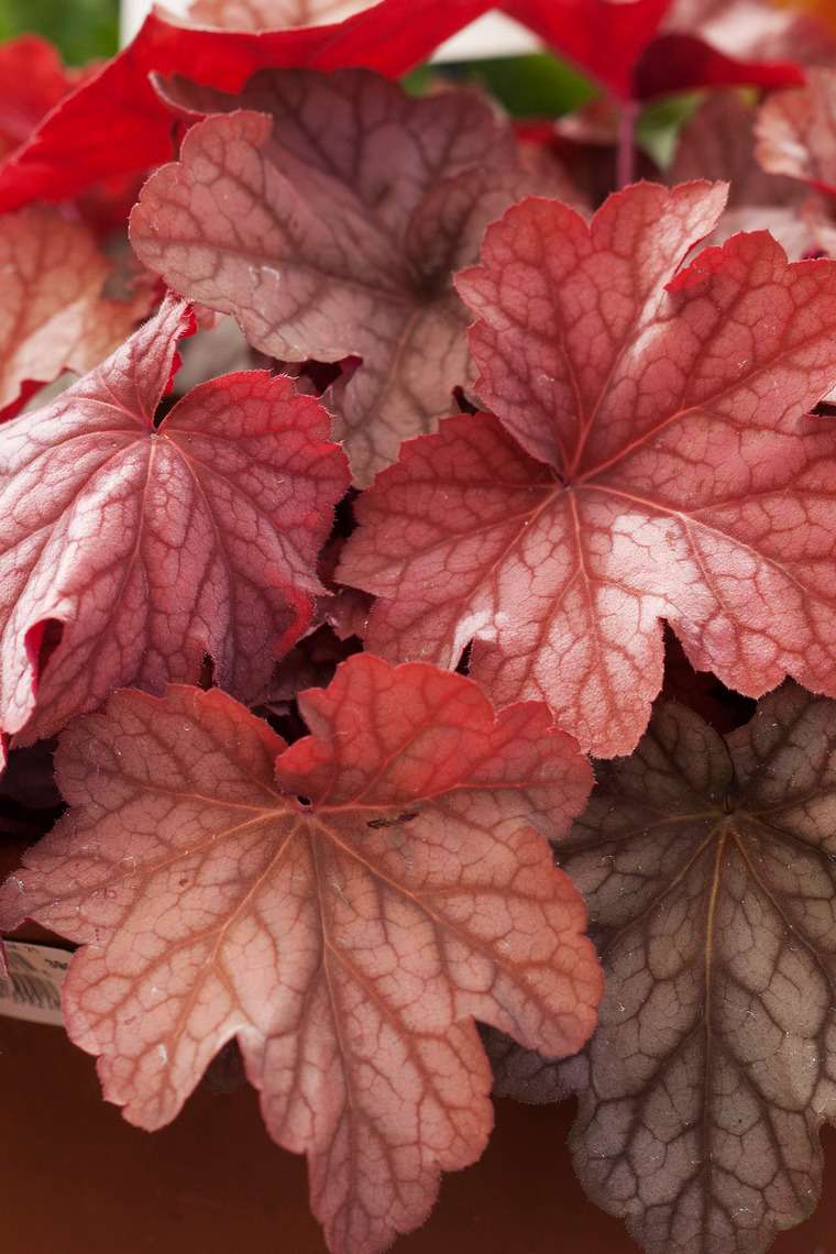 beauté automne feuilles rouges