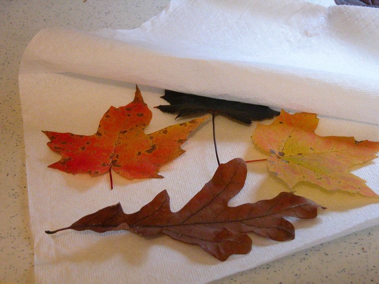 comment sécher les feuilles mortes