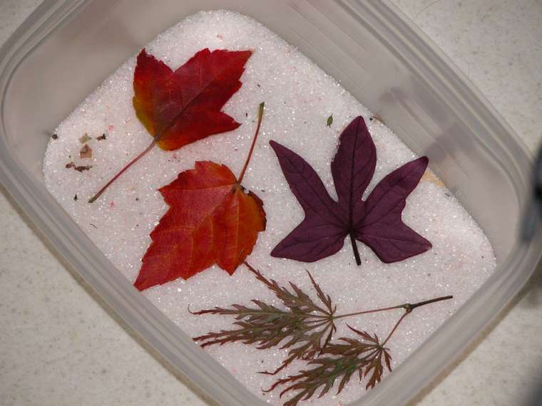 couleurs automne feuilles sécher