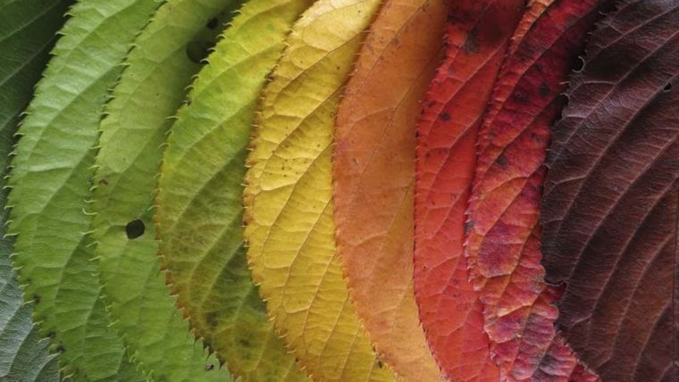 feuilles couleurs automne richesse