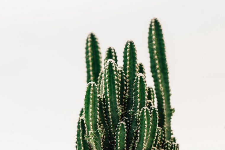 les plantes d'intérieur cactus photo