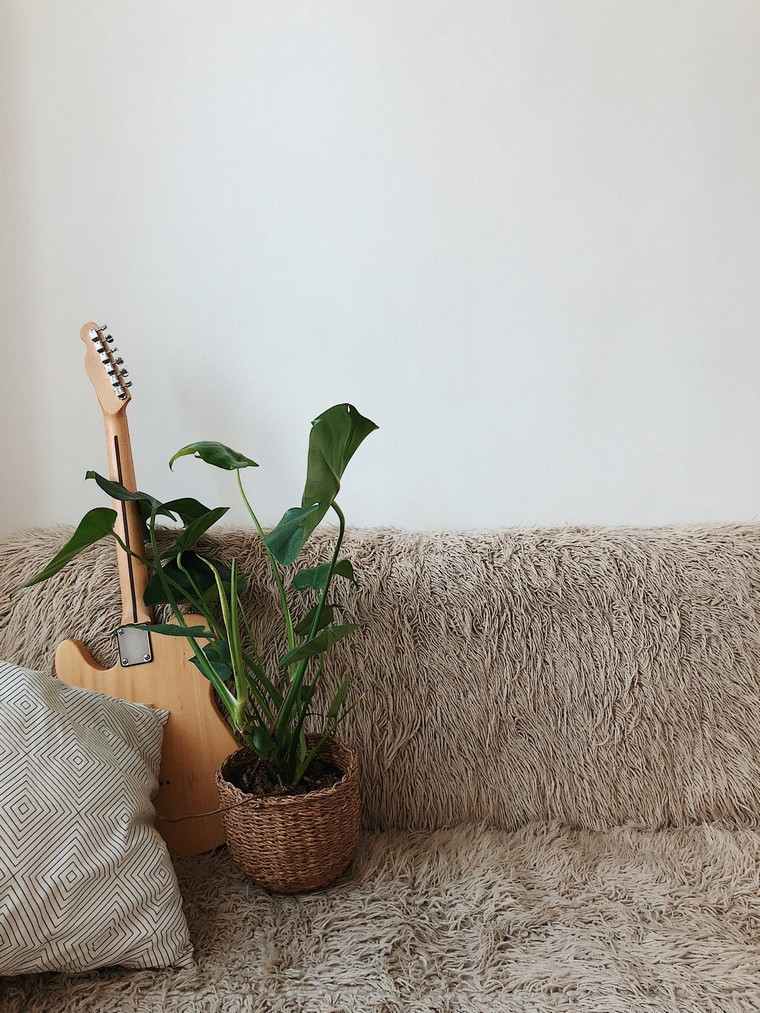plante intérieur guitare photo cool pexels