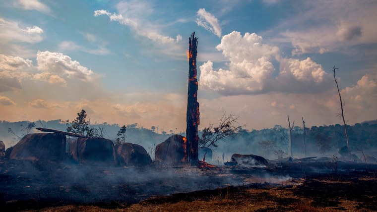 Amazonie déforestation une affaire