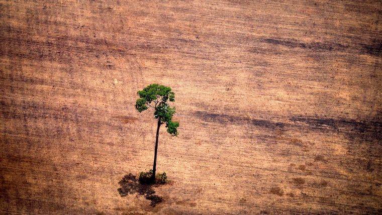 Brazil déforestation niveau record